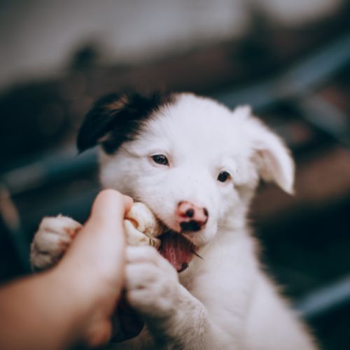 puppy chewing on a toy