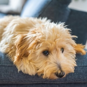 Dog on the couch