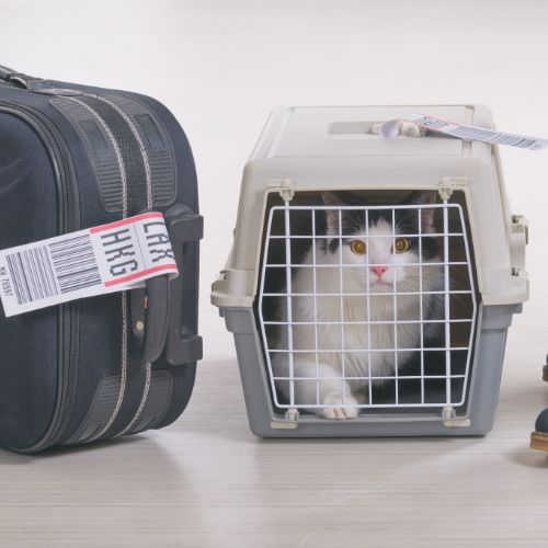 cat in a carrier for traveling