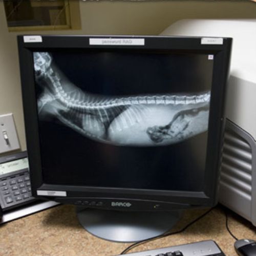 Image of an xray for a pet on a screen in the vets office