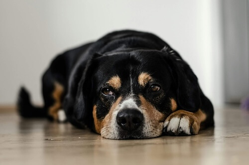 Dog resting