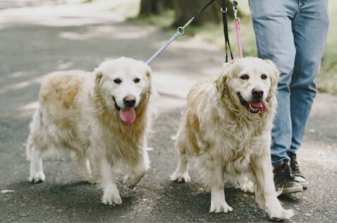 two dogs taking a walk with their owner 