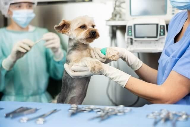 Surgery